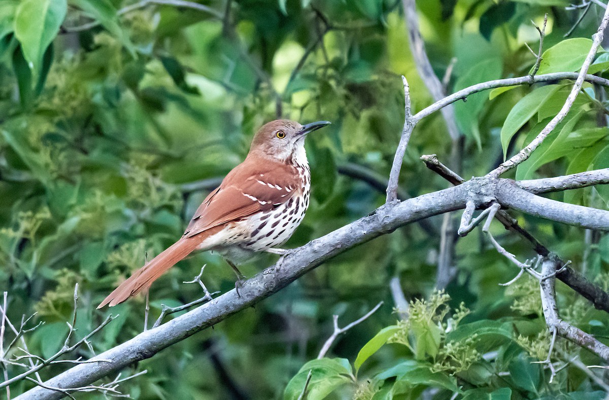 Brown Thrasher - ML620549649