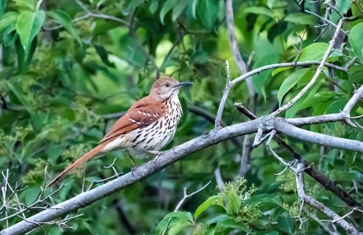 Brown Thrasher - ML620549651