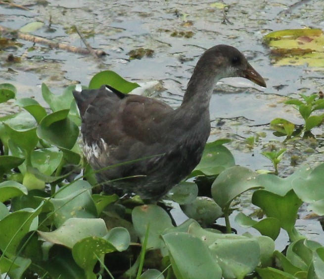 Common Gallinule - ML620549655