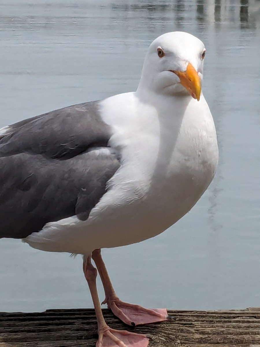 Western Gull - ML620549658