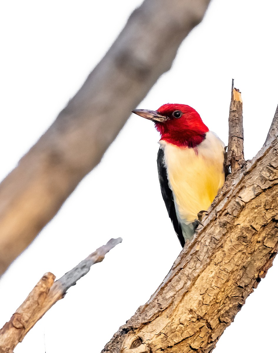 Red-headed Woodpecker - ML620549664