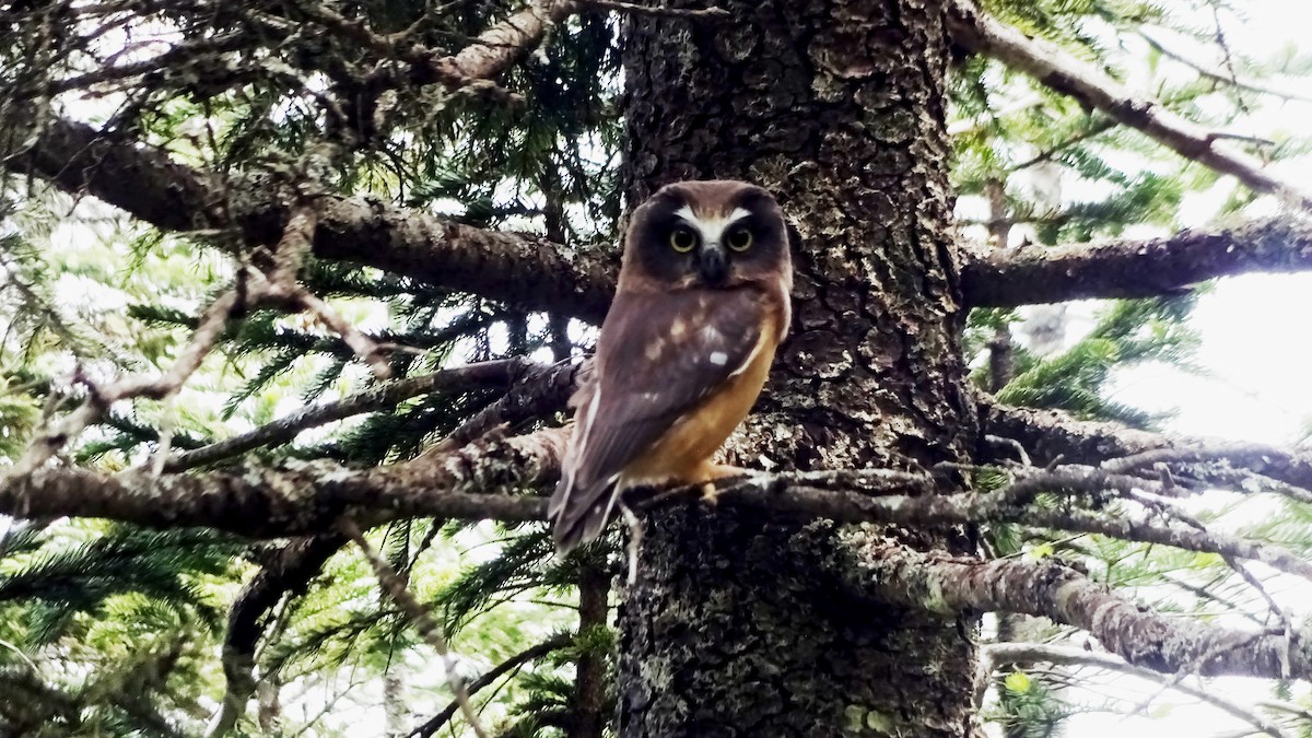 Northern Saw-whet Owl - Donald Slick