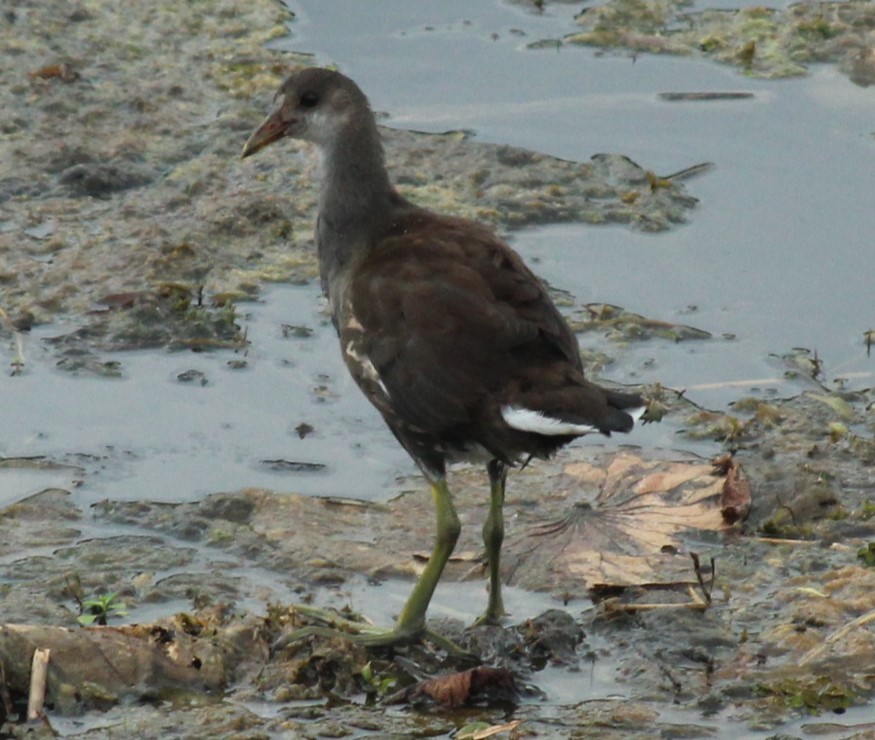 Common Gallinule - ML620549676