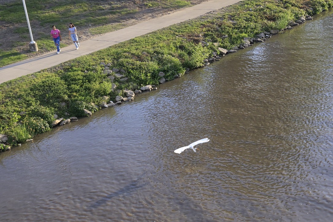 Great Egret - ML620549677