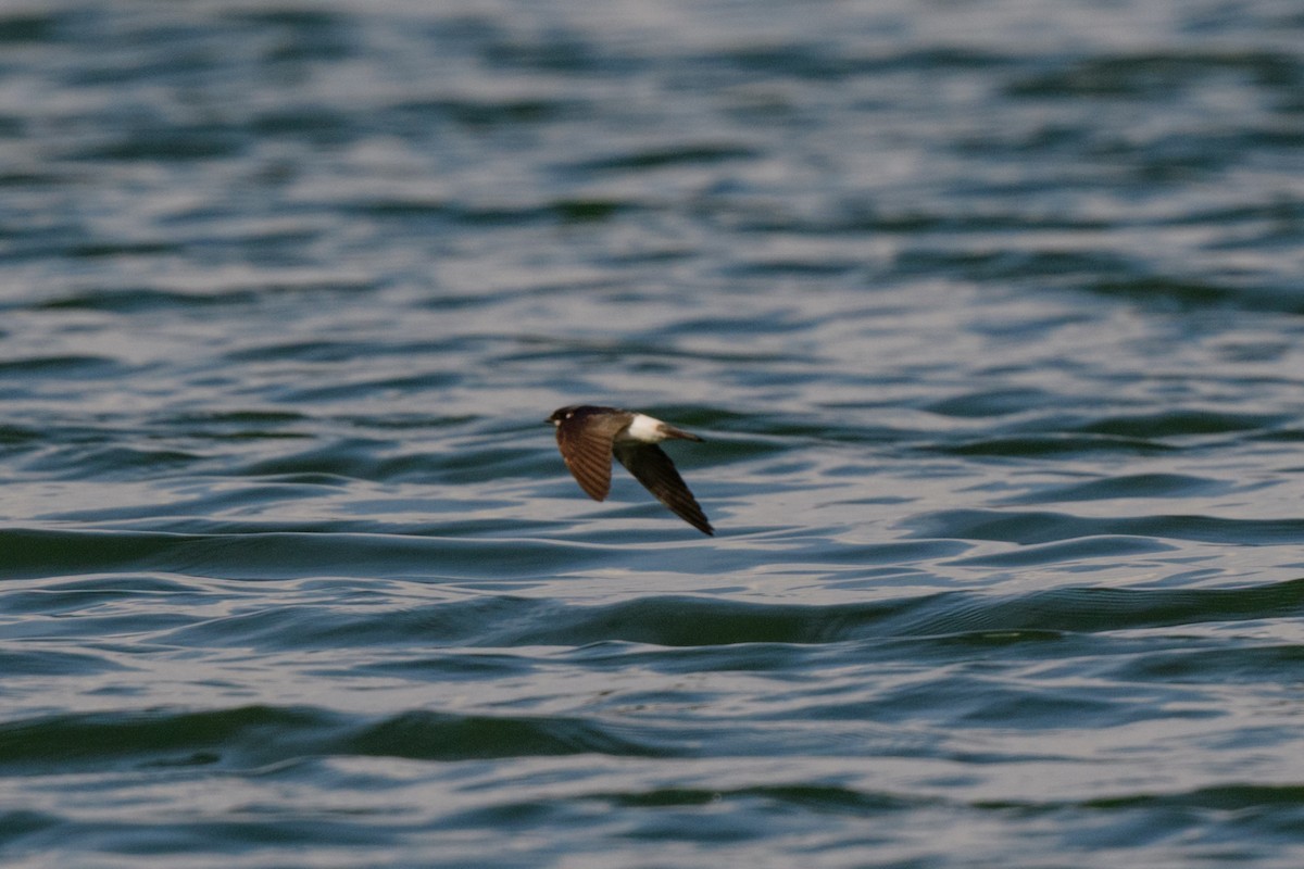 Golondrina de Manglar - ML620549678