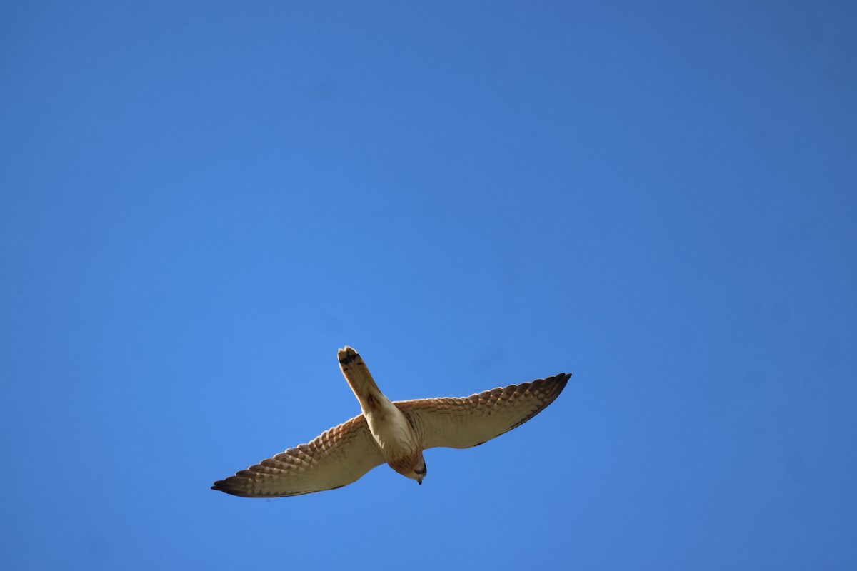 Nankeen Kestrel - ML620549681