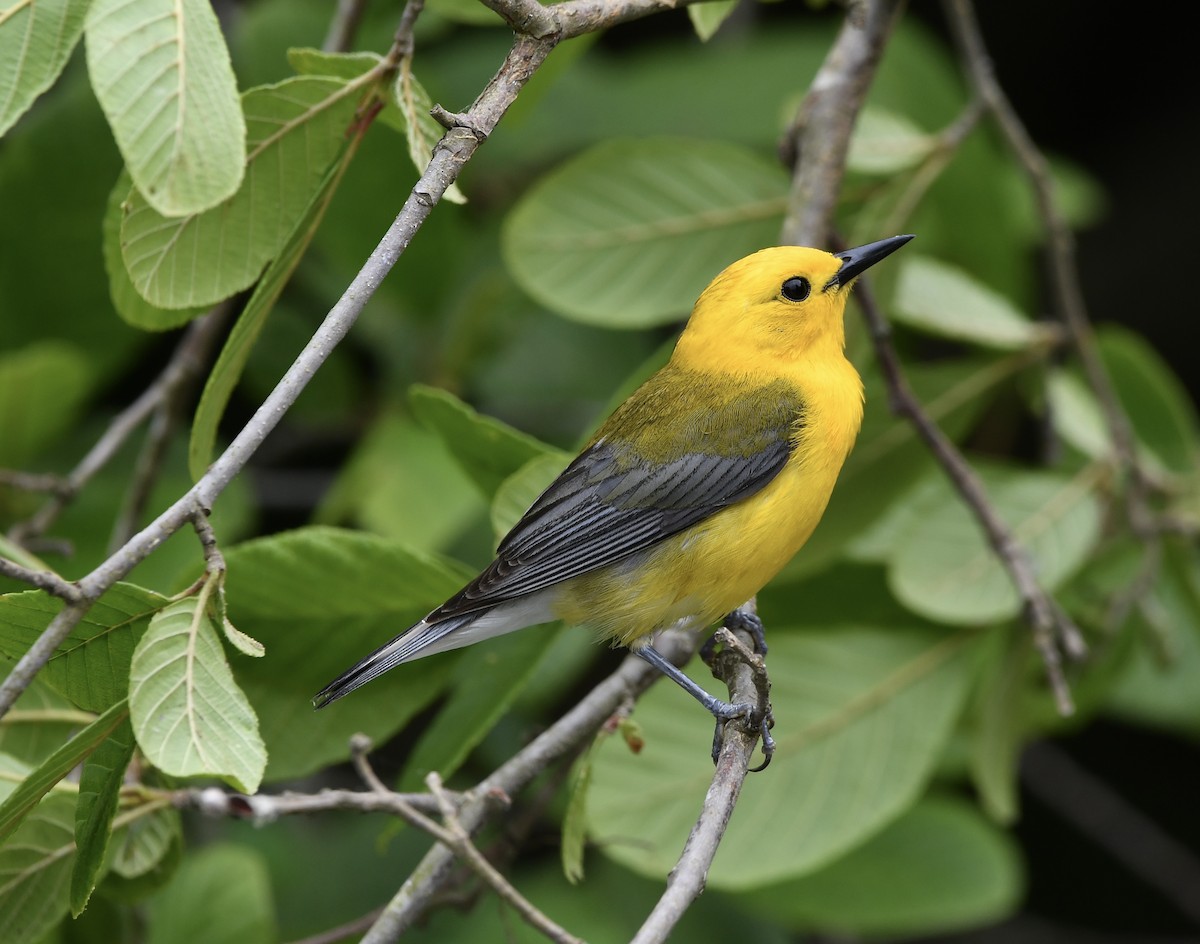 Prothonotary Warbler - ML620549682
