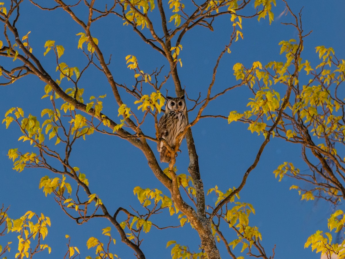 Striped Owl - ML620549685
