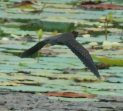 Green Heron - ML620549686