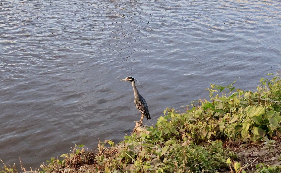 Yellow-crowned Night Heron - ML620549688