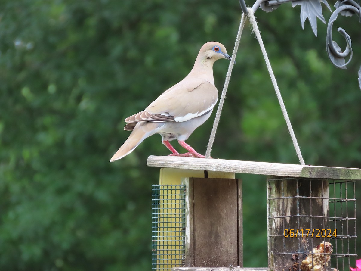 White-winged Dove - ML620549694