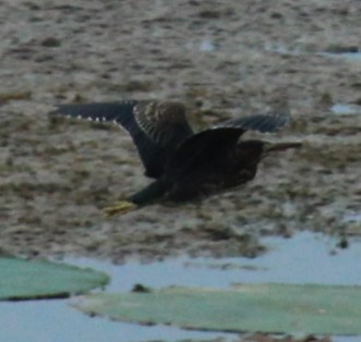 Green Heron - Mark Hughes