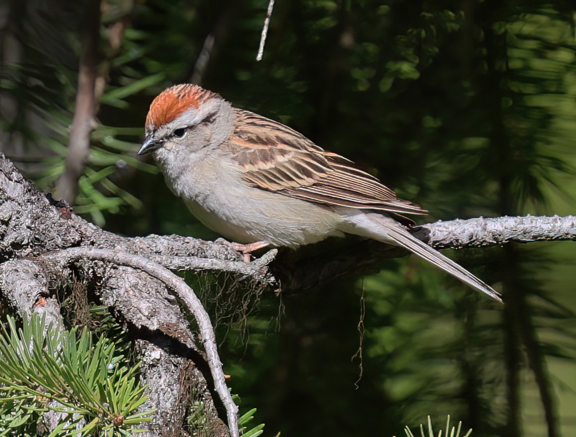 Chipping Sparrow - ML620549710