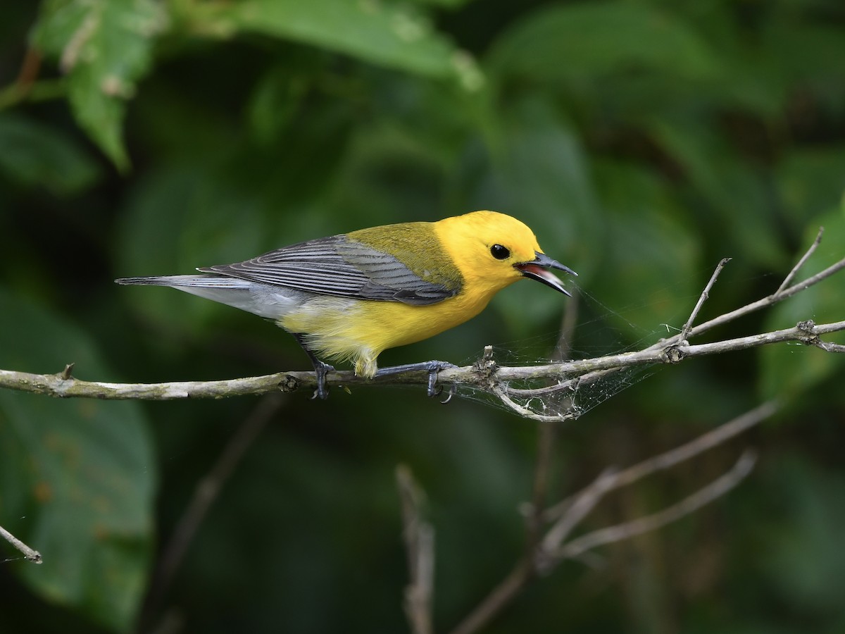 Prothonotary Warbler - ML620549717