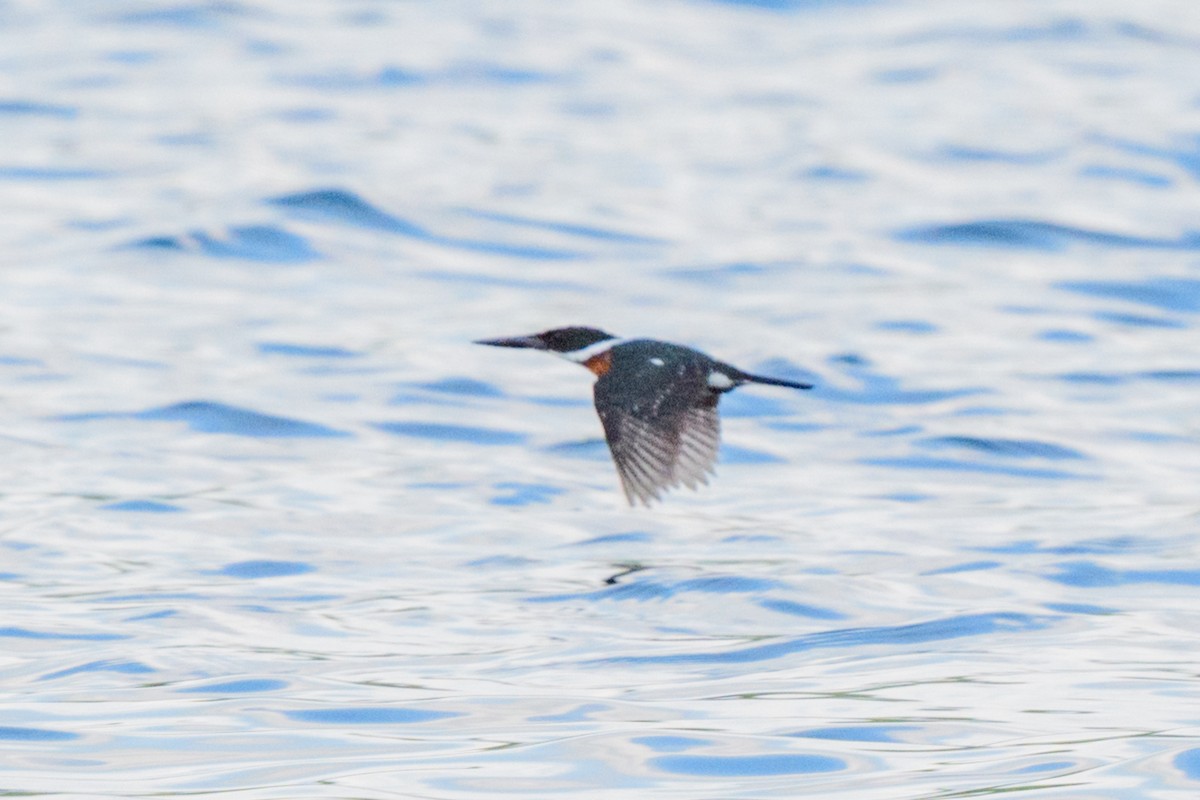 Green Kingfisher - ML620549726