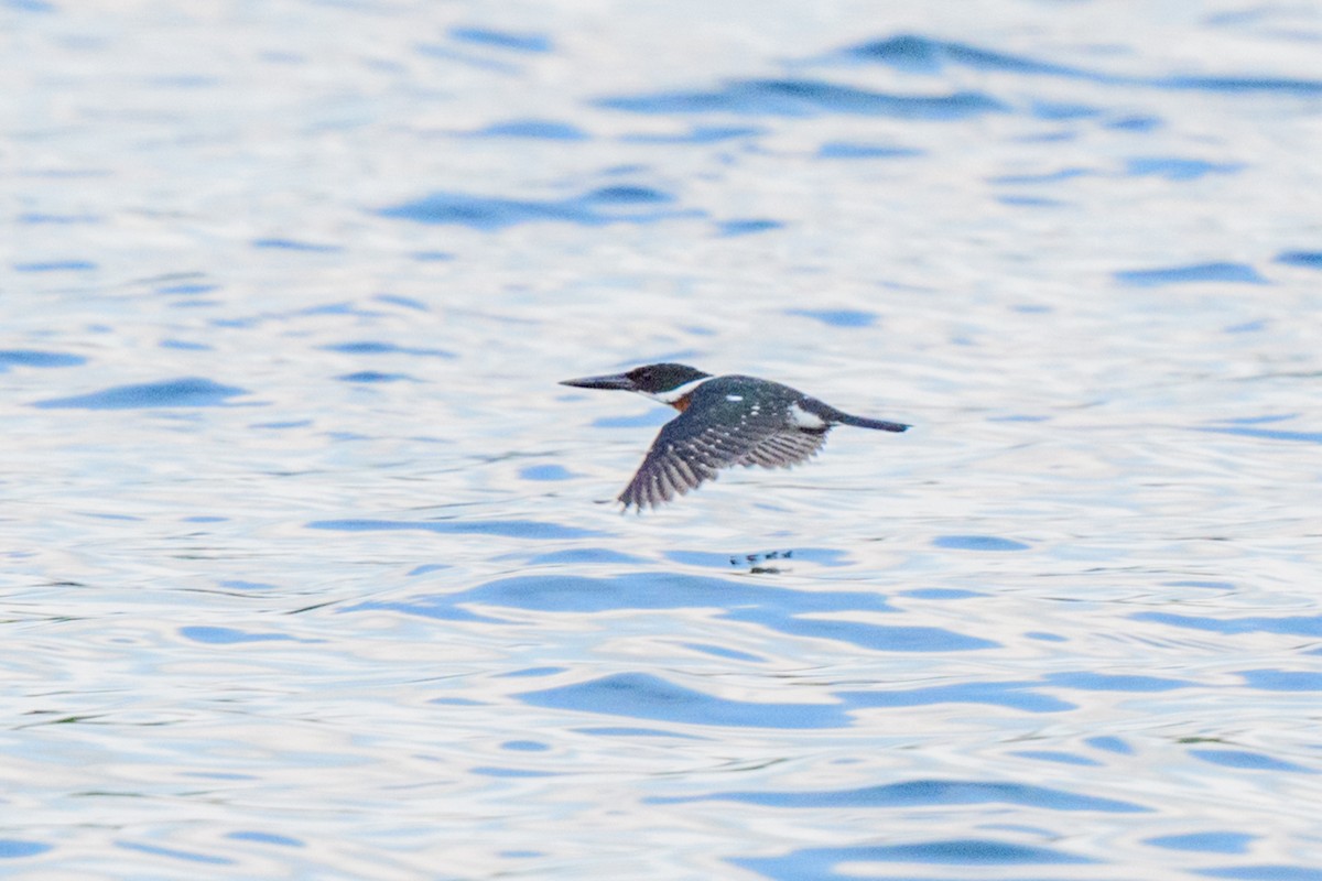 Green Kingfisher - ML620549729