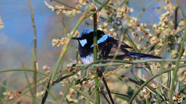 Superb Fairywren - ML620549736