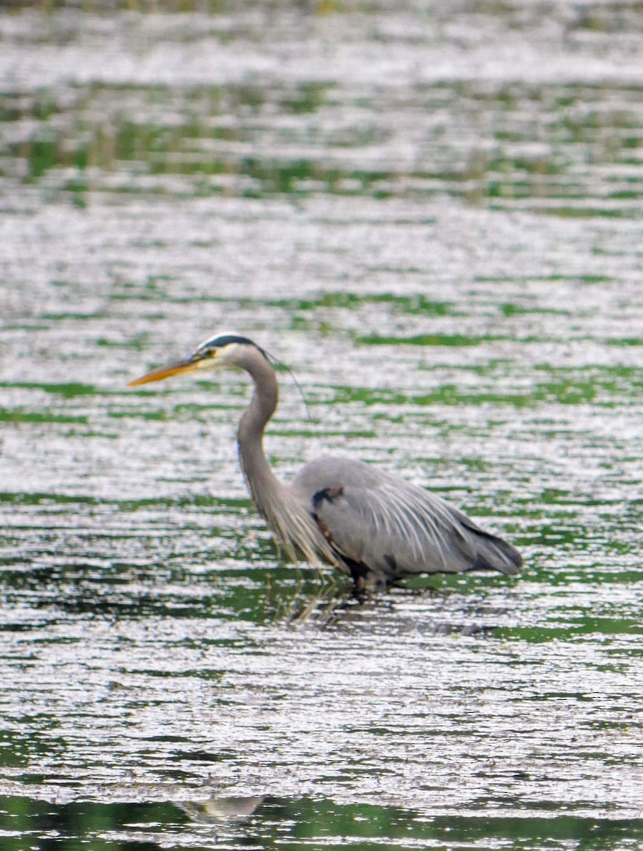 Great Blue Heron - ML620549743