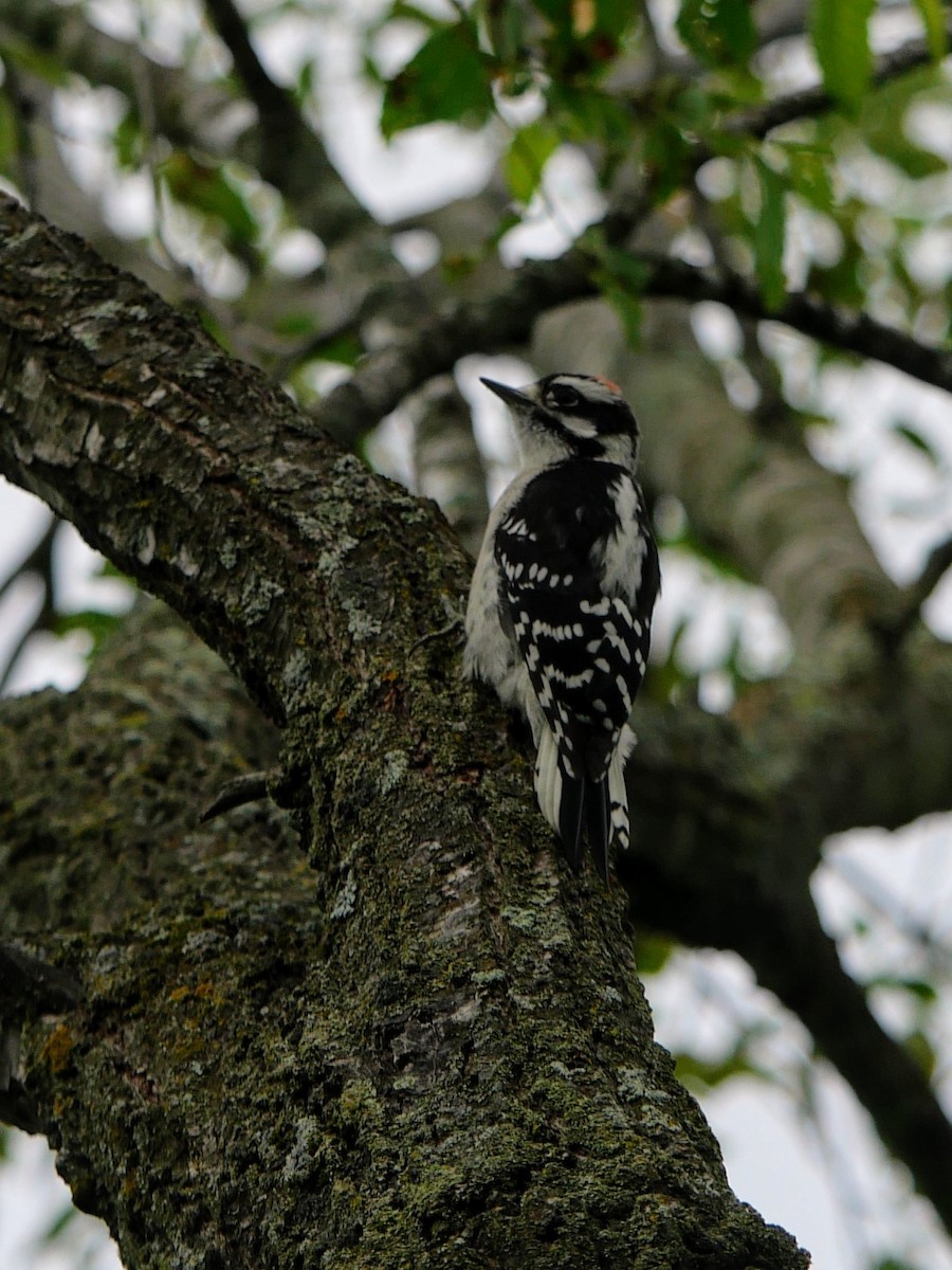 Downy Woodpecker - ML620549747