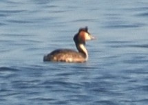 Great Crested Grebe - ML620549748