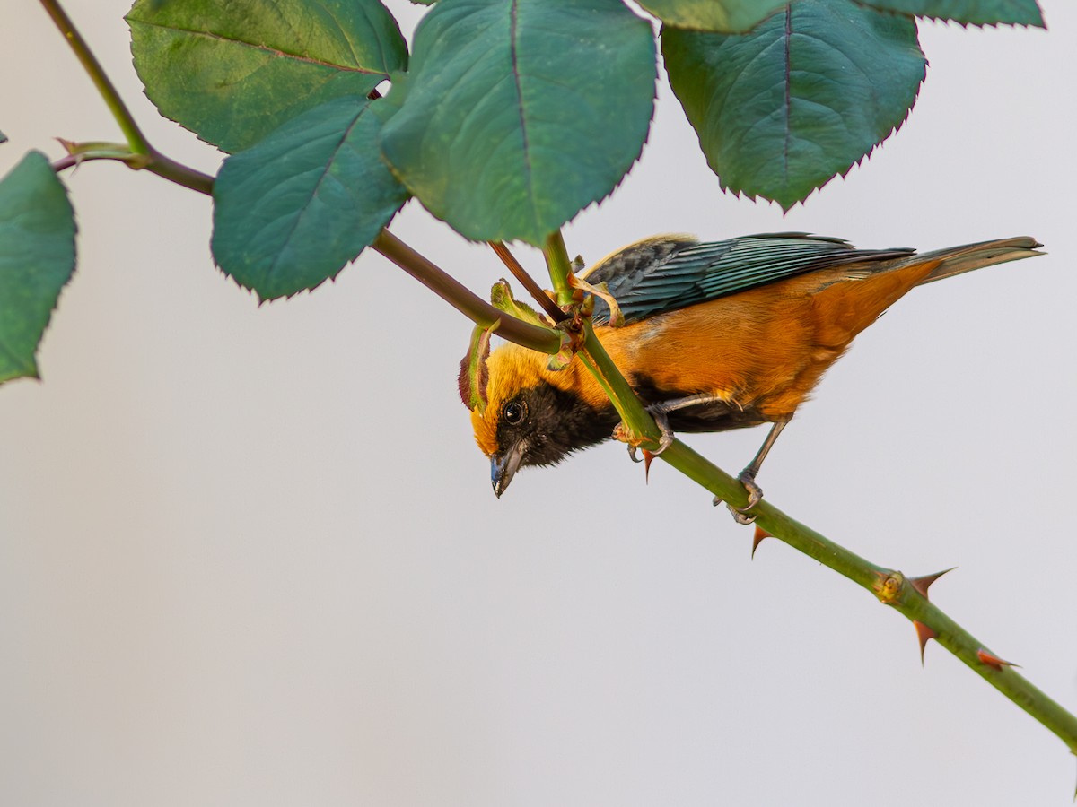 Burnished-buff Tanager - ML620549752