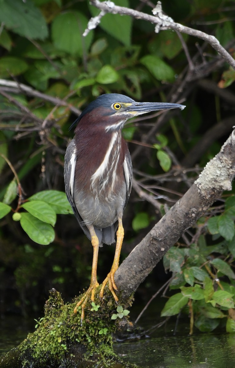 Green Heron - ML620549754