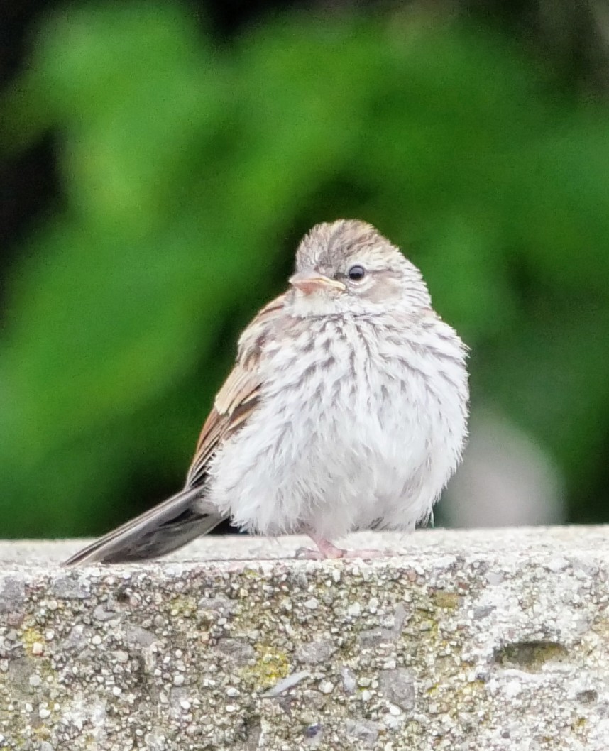 Chipping Sparrow - ML620549761