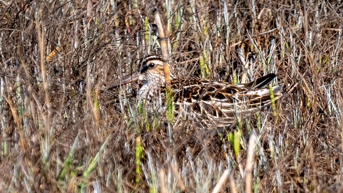 Broad-billed Sandpiper - ML620549779