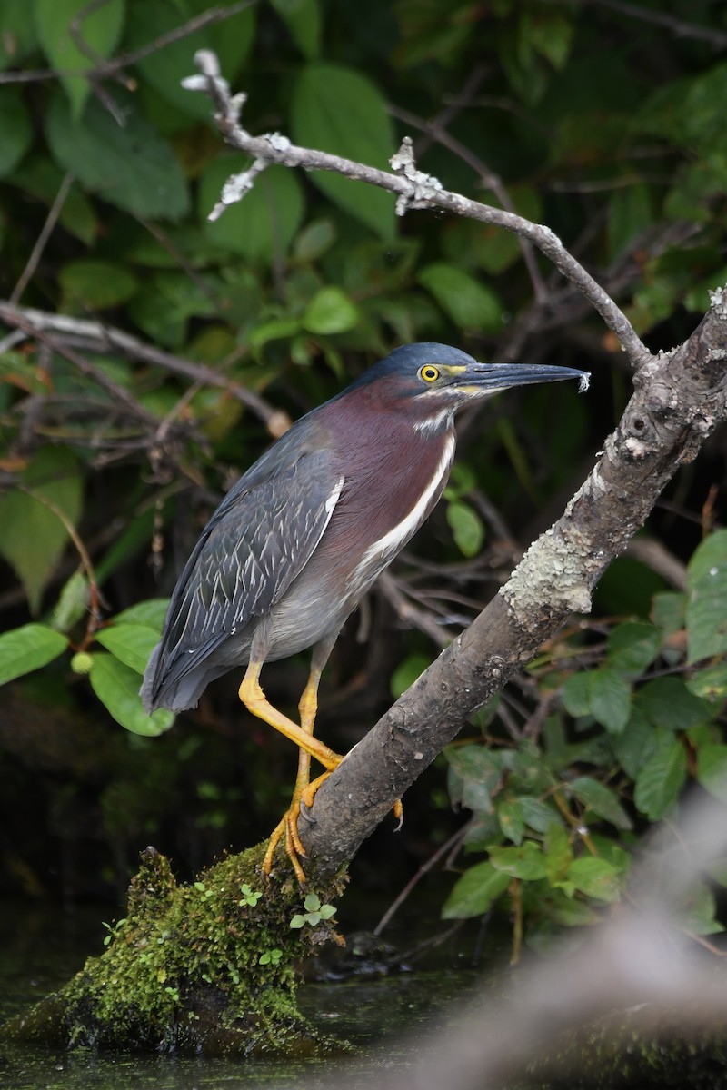 Green Heron - ML620549781