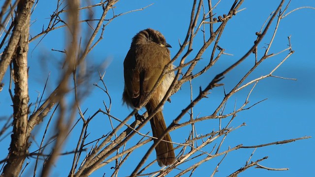 Singing Honeyeater - ML620549782