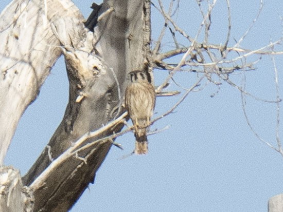 American Kestrel - ML620549784