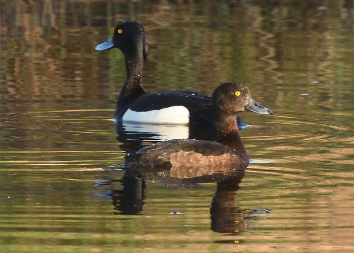 Tufted Duck - ML620549786