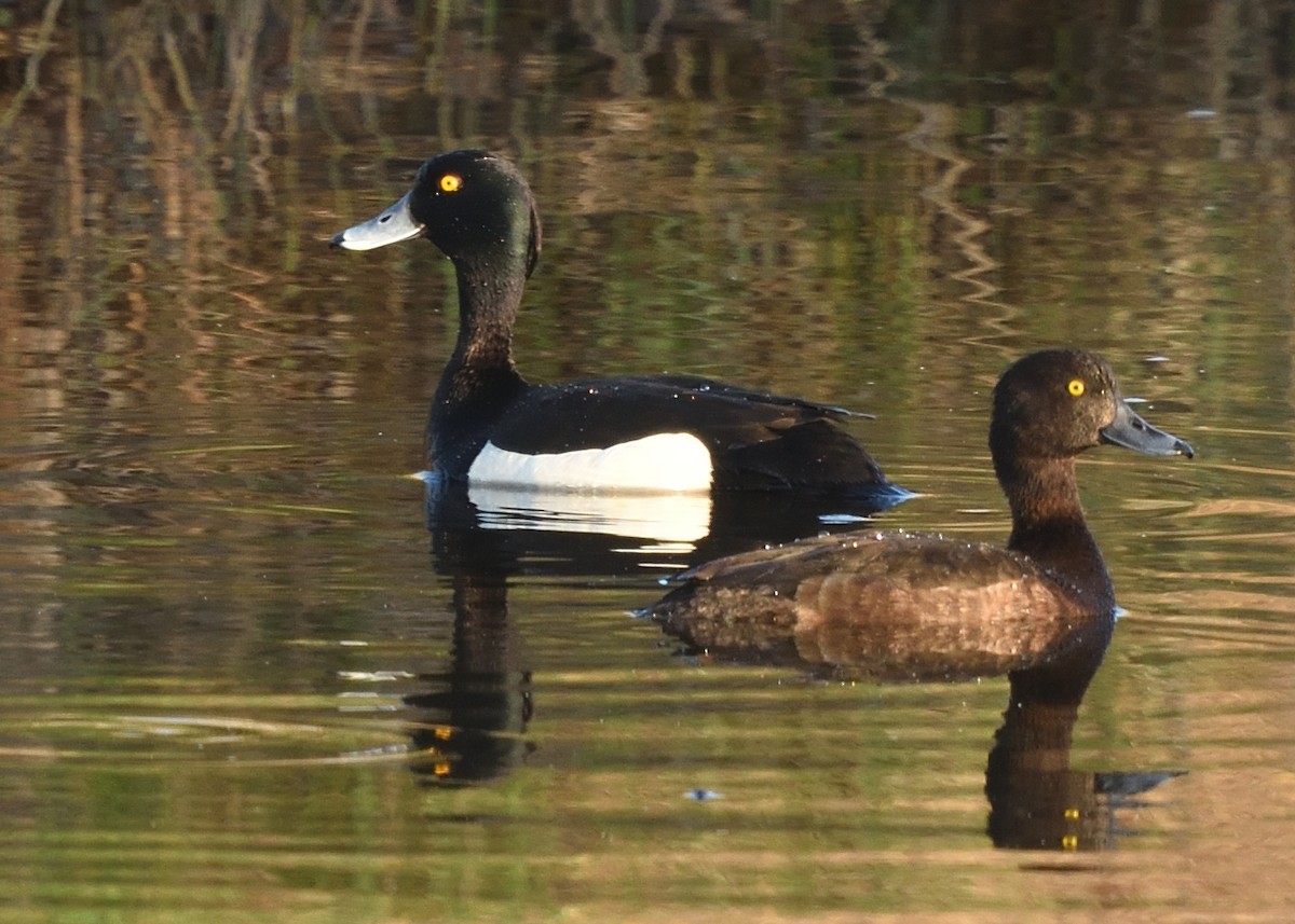 Tufted Duck - ML620549787