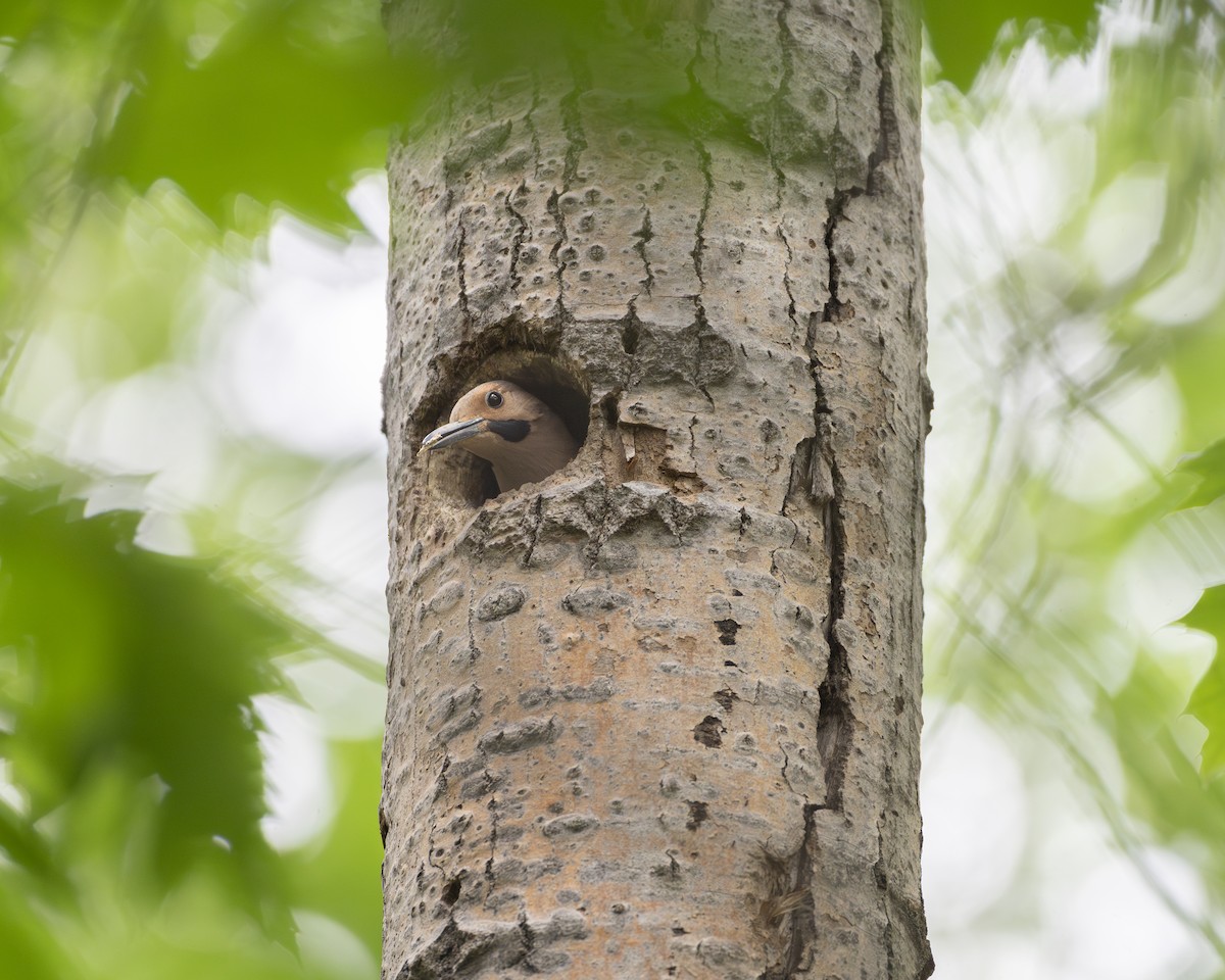 Northern Flicker - ML620549800