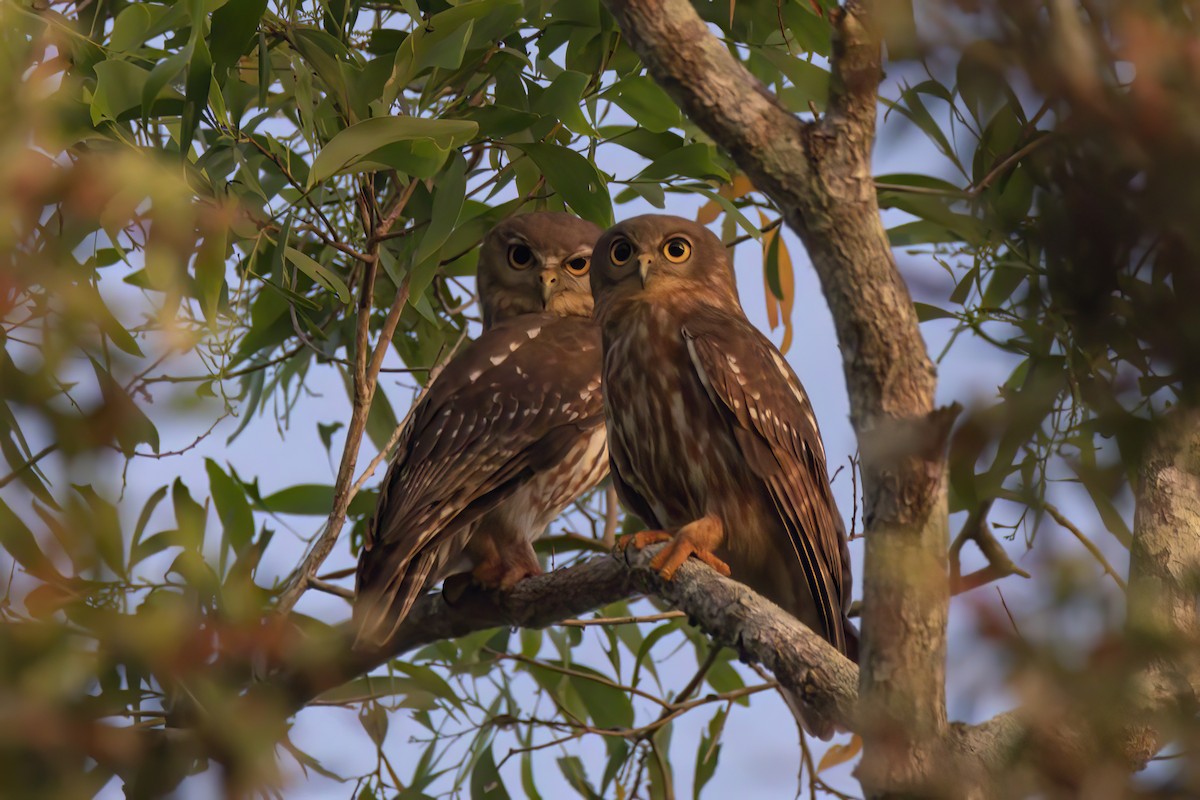 Barking Owl - ML620549808