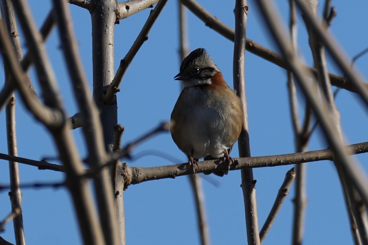 Rufous-collared Sparrow - ML620549810