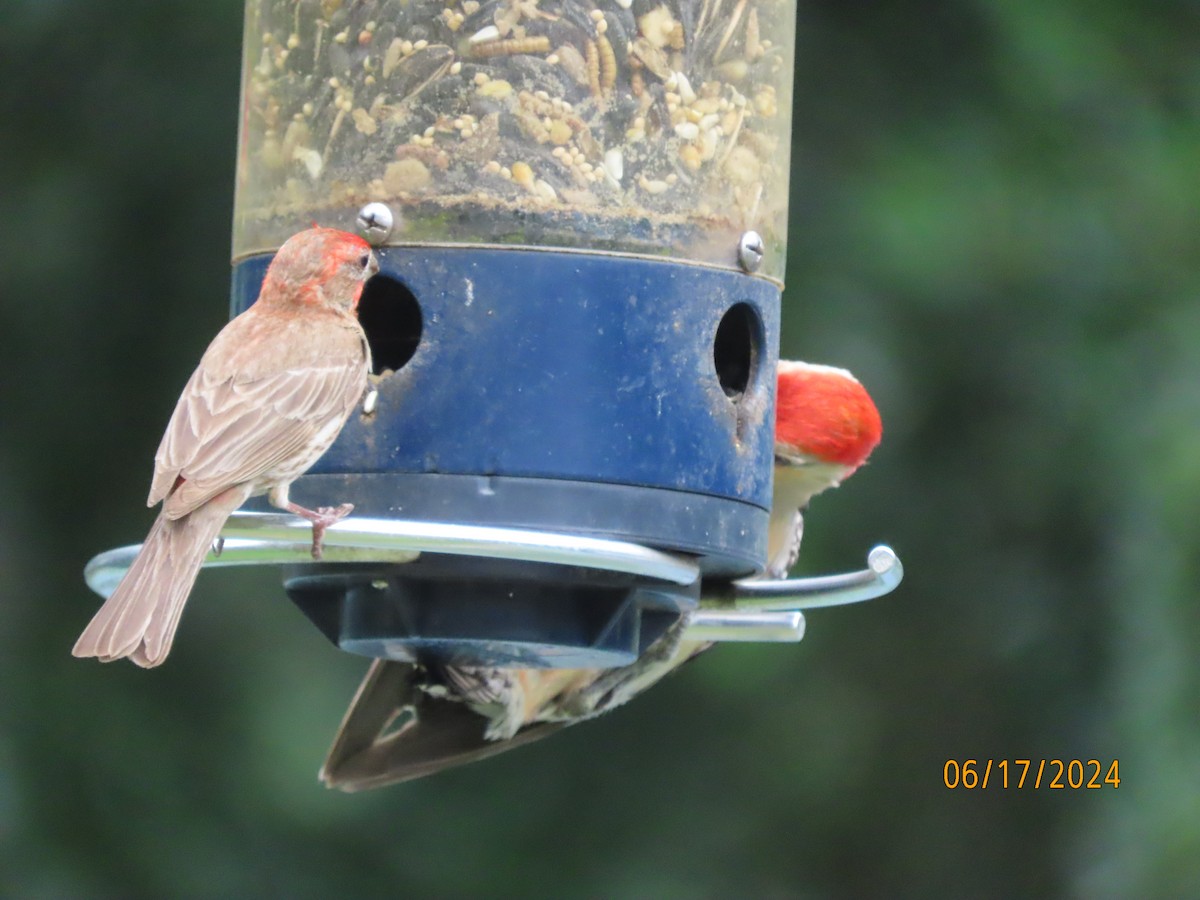Red-bellied Woodpecker - ML620549814