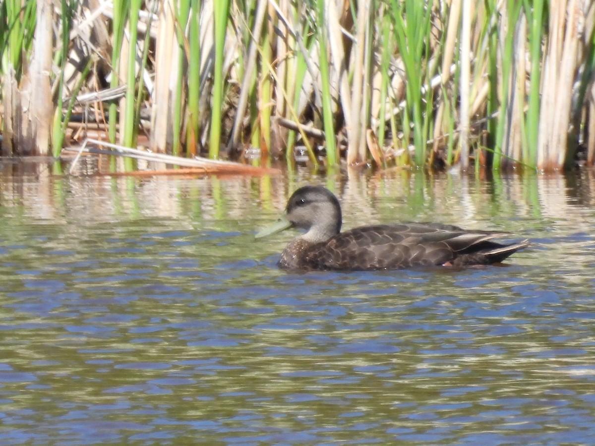 アメリカガモ - ML620549815