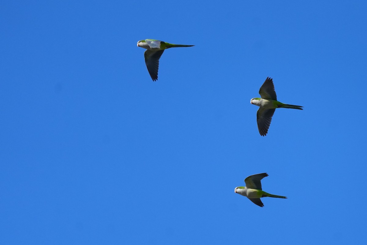 Monk Parakeet - ML620549819