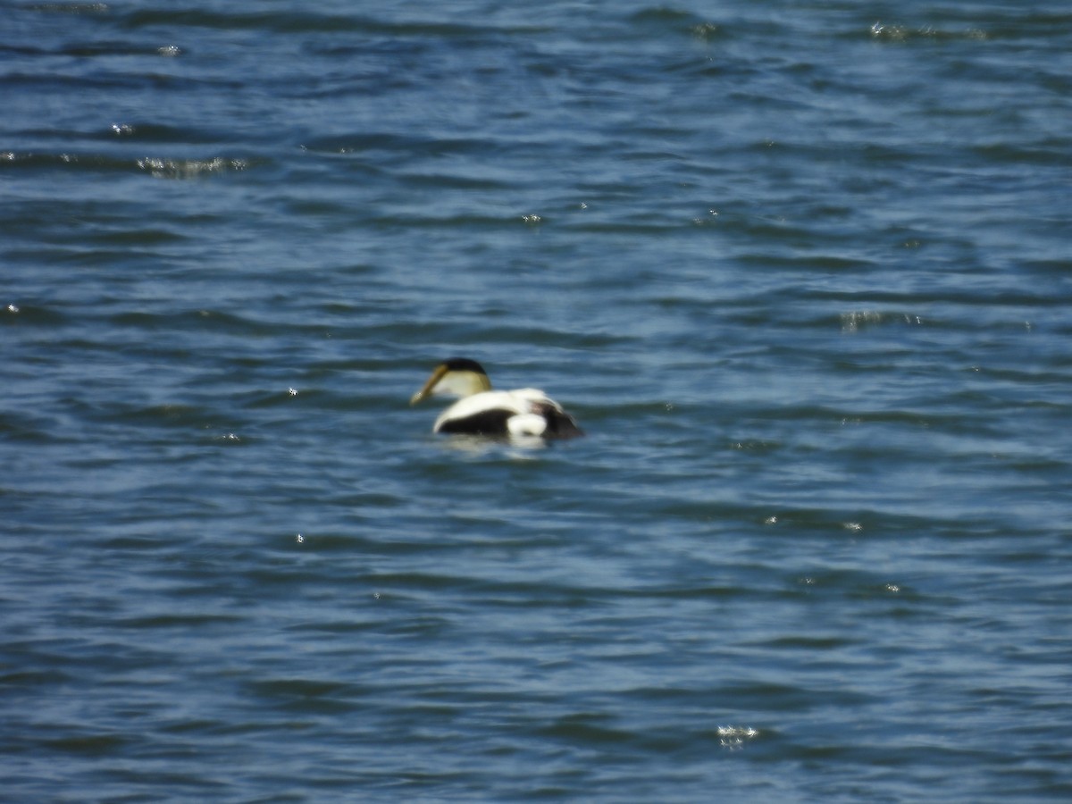 Common Eider - ML620549824