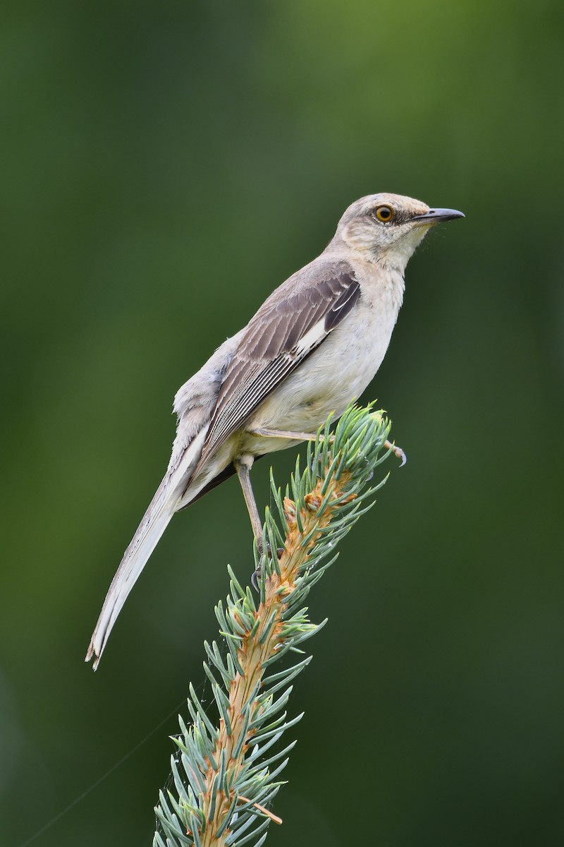 Northern Mockingbird - ML620549829