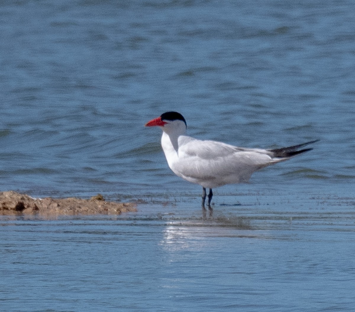 Caspian Tern - ML620549837