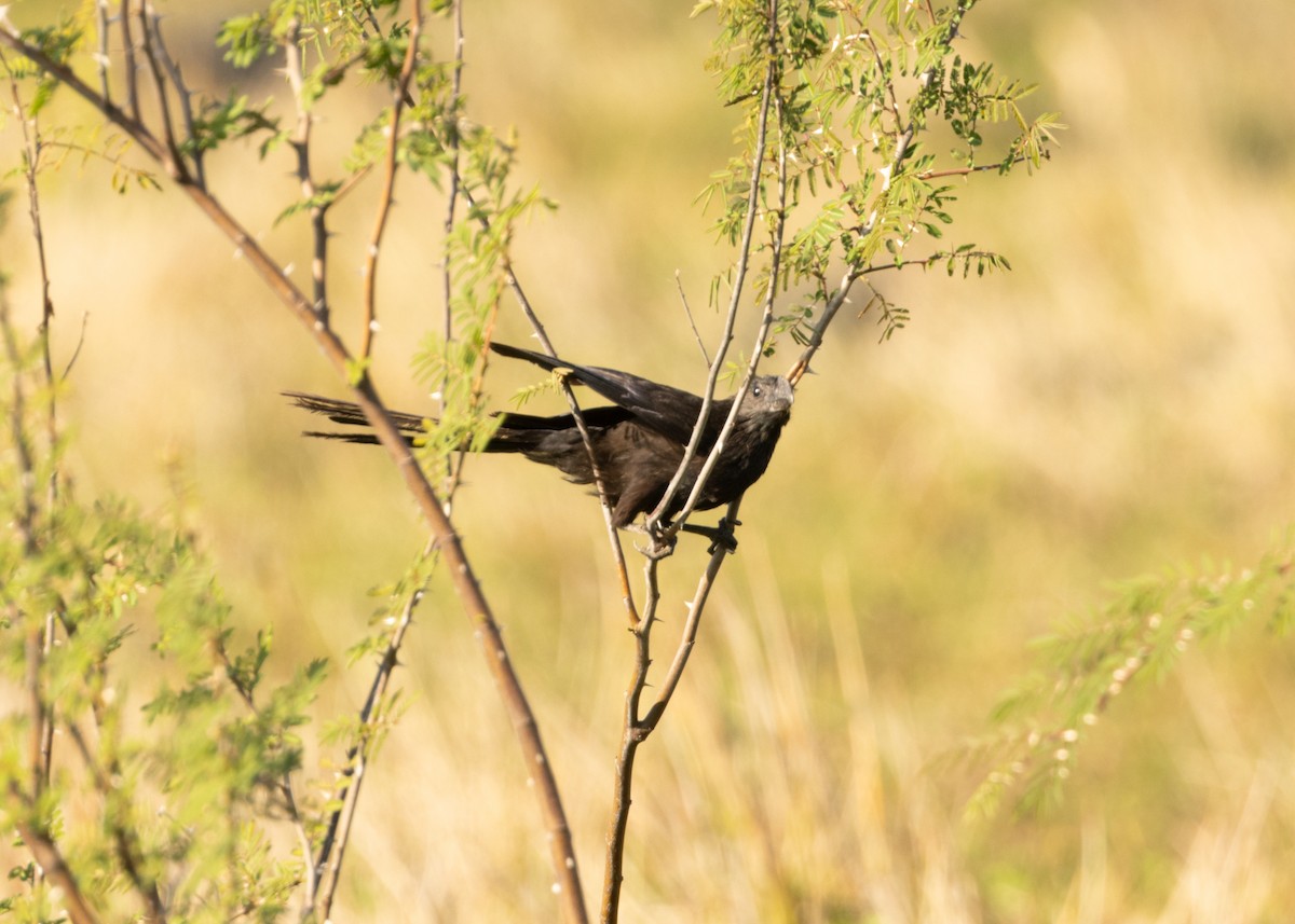 Smooth-billed Ani - ML620549840