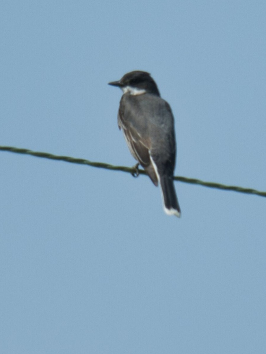 Eastern Kingbird - ML620549841