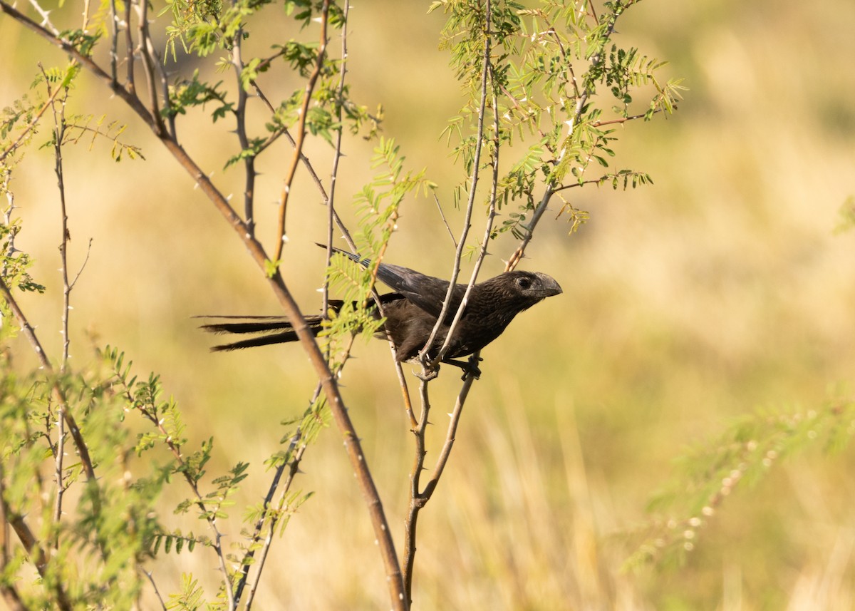 Smooth-billed Ani - ML620549842