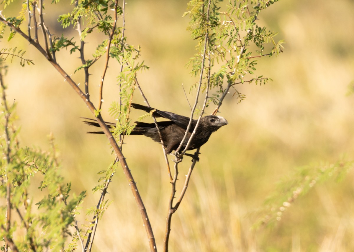 Smooth-billed Ani - ML620549843