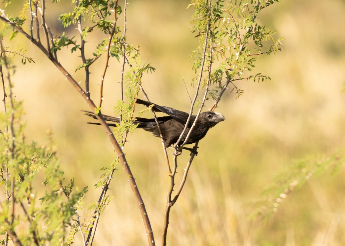 Smooth-billed Ani - ML620549844