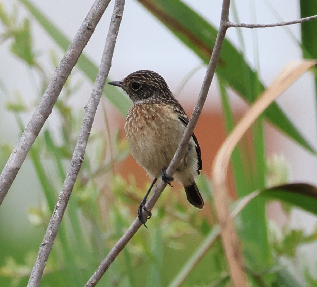 European Stonechat - ML620549865