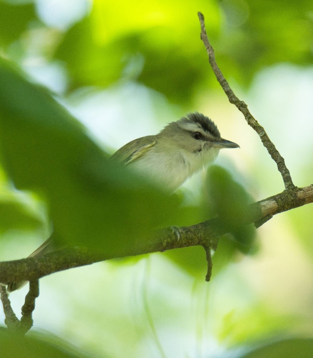 rødøyevireo - ML620549866