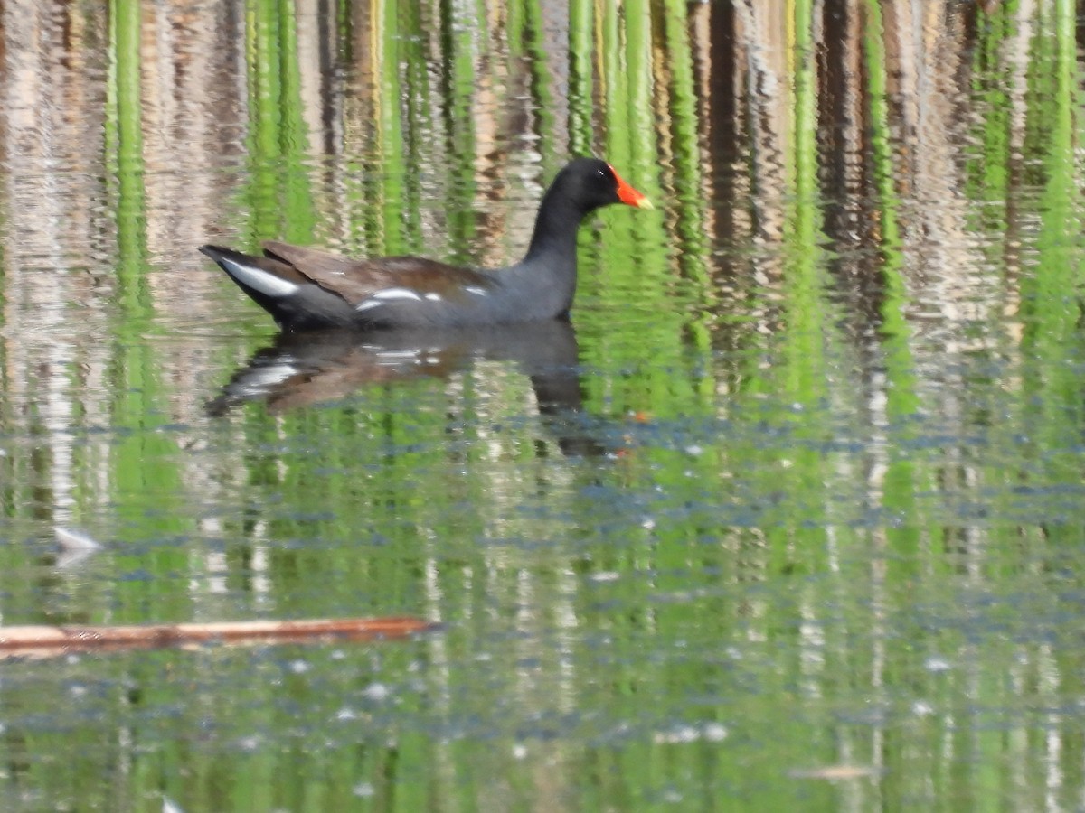 Common Gallinule - ML620549868